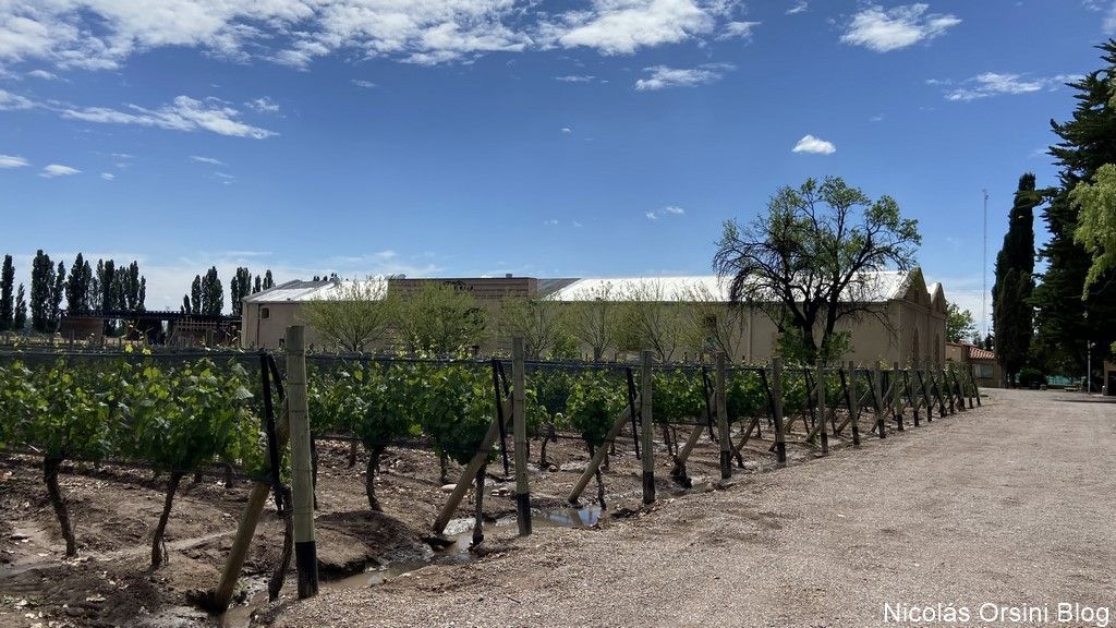 Casarena Bodega y Viñedos