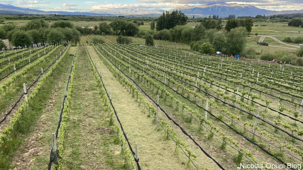 Viñas del Nant y Fall