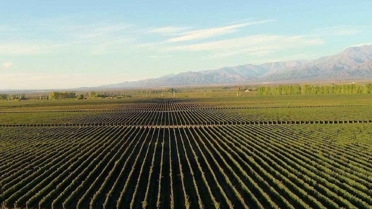 Pulenta Estate Single Vineyard