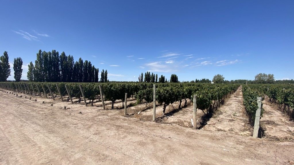 Martino Wines