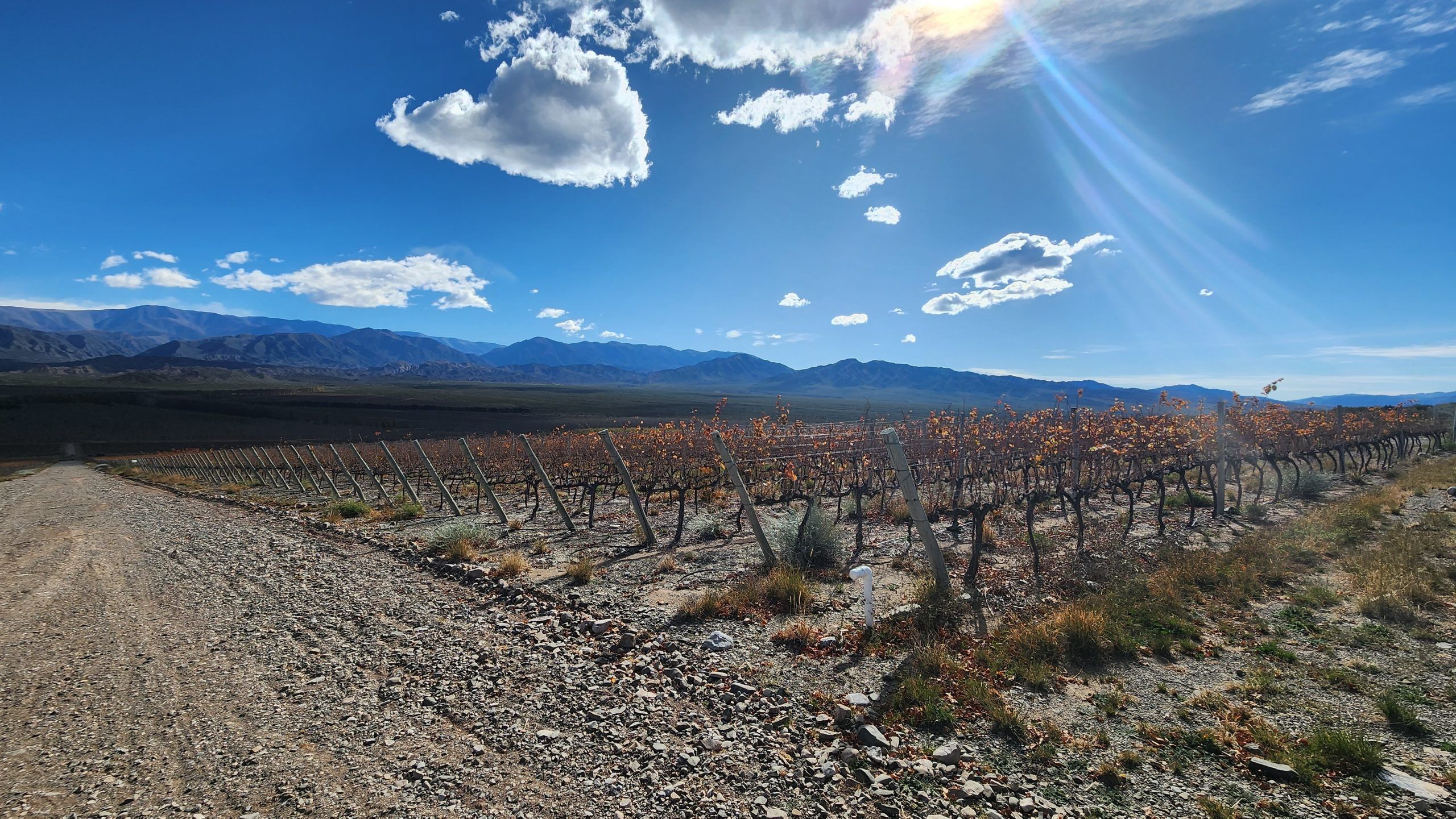 Viñedos de Elefante Wines en Finca El Durazno