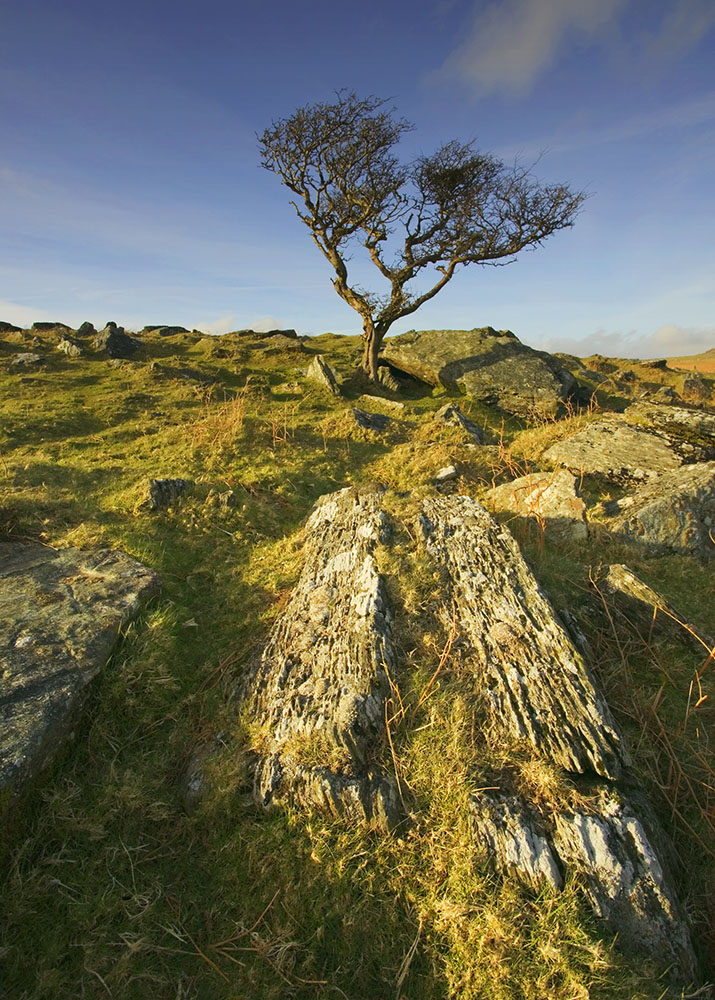 Moorland hawthorn landscape greetings card