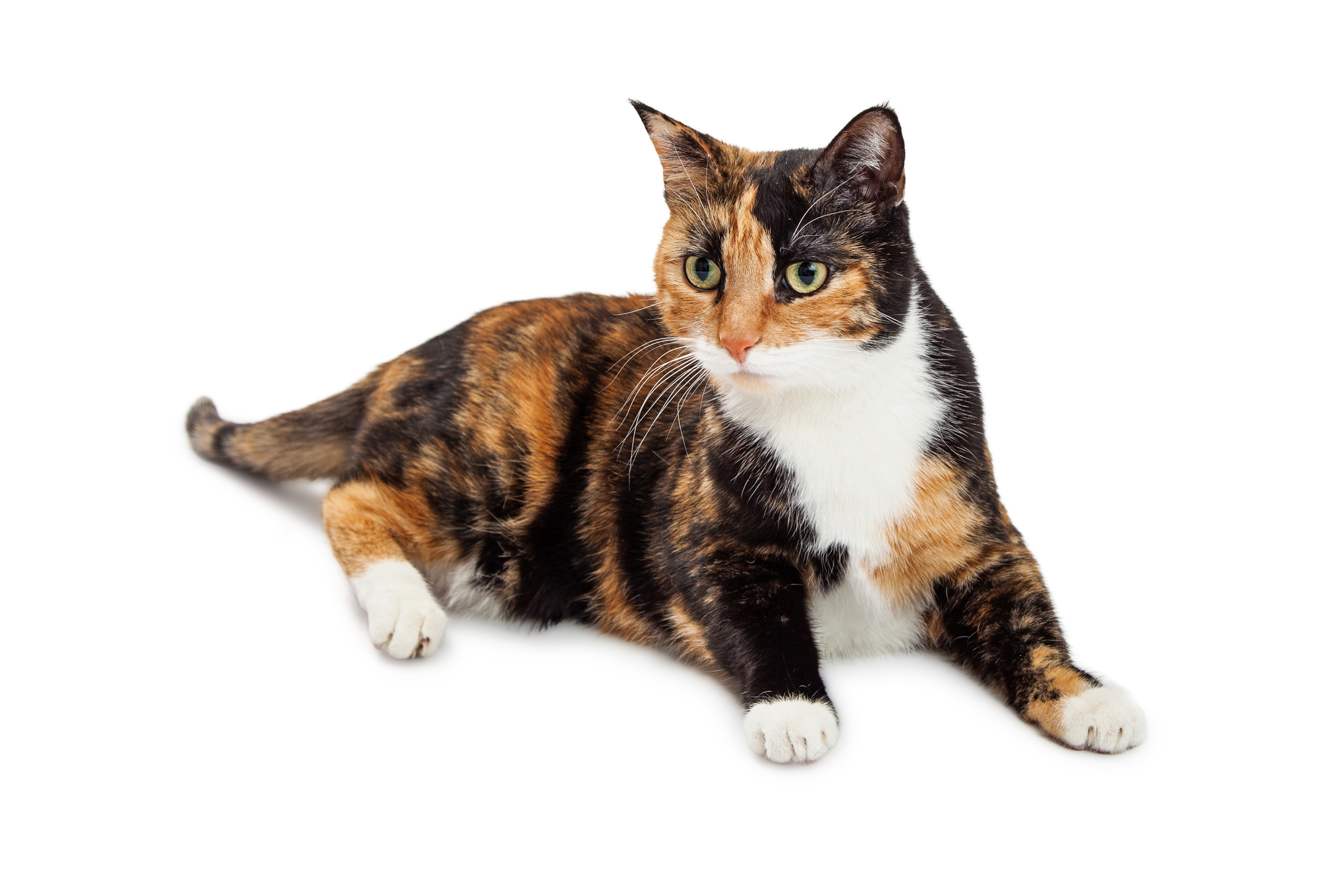 Calico Kitty
