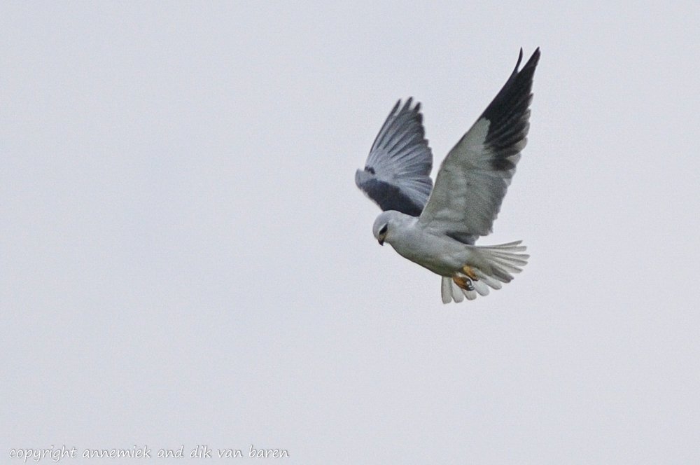 black-winged kite