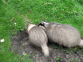 Der Heilige Hubertus Patron Der Jager Niemeyer S Aha Erlebnis Mai Juni 2017