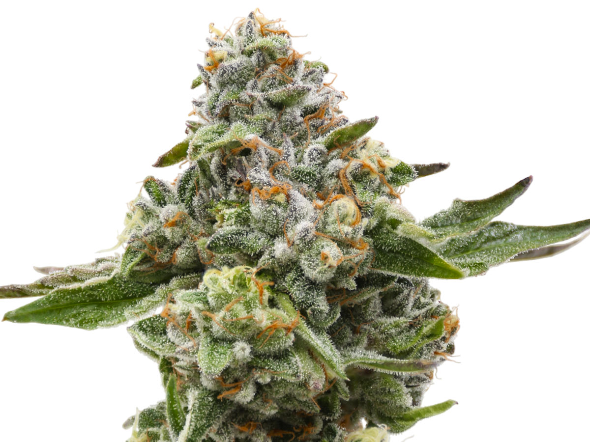 Hawaii's premier medical cannabis dispensary