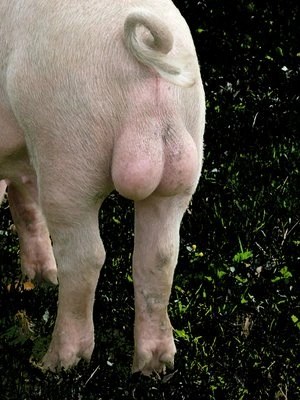 Notez Mon Cochon 20 Sur Le Forum Blabla 15 18 Ans 08 12 2008 20 10 45 Jeuxvideo Com