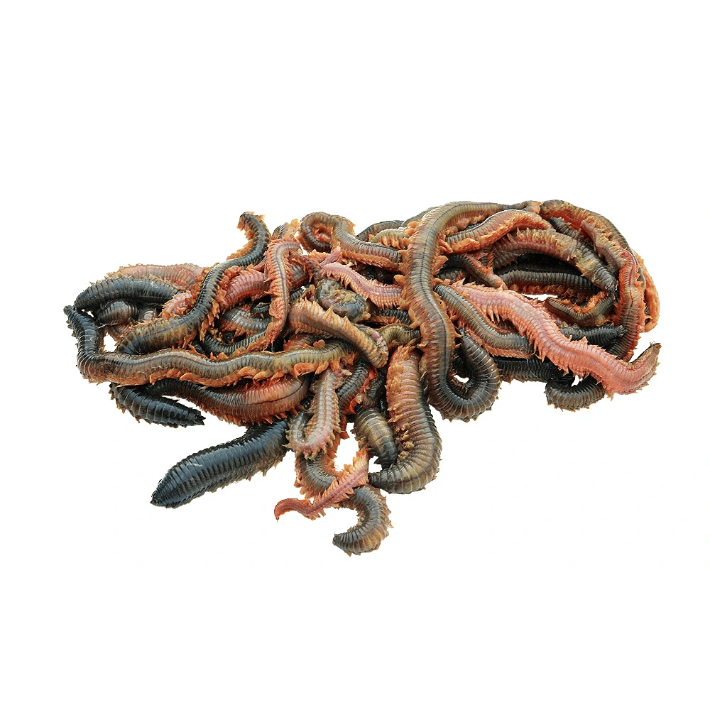 kweekzagers per 100gr