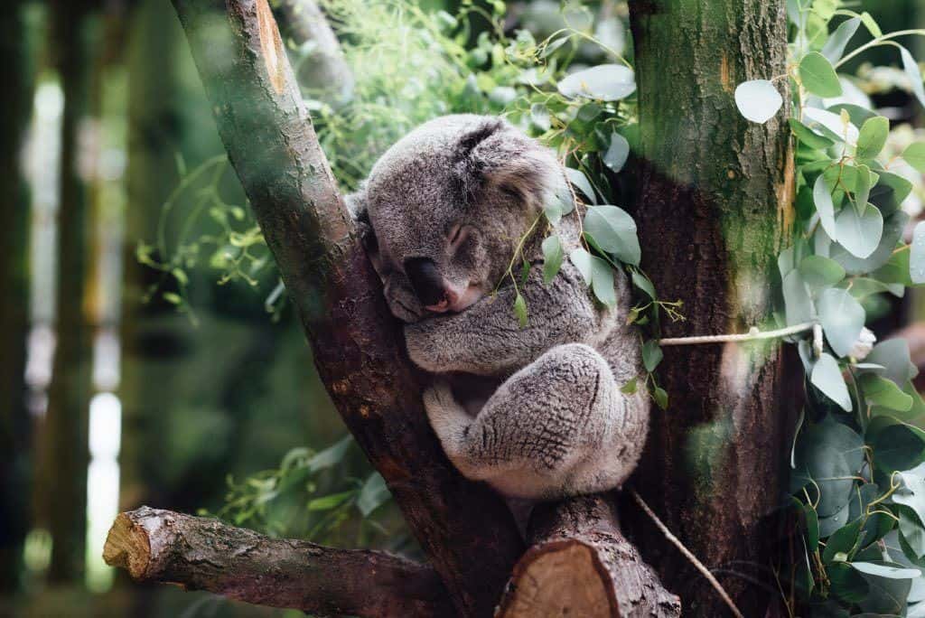 koala in australia