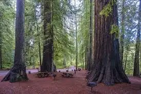 Jedediah Smith redwoods, best campgrounds california