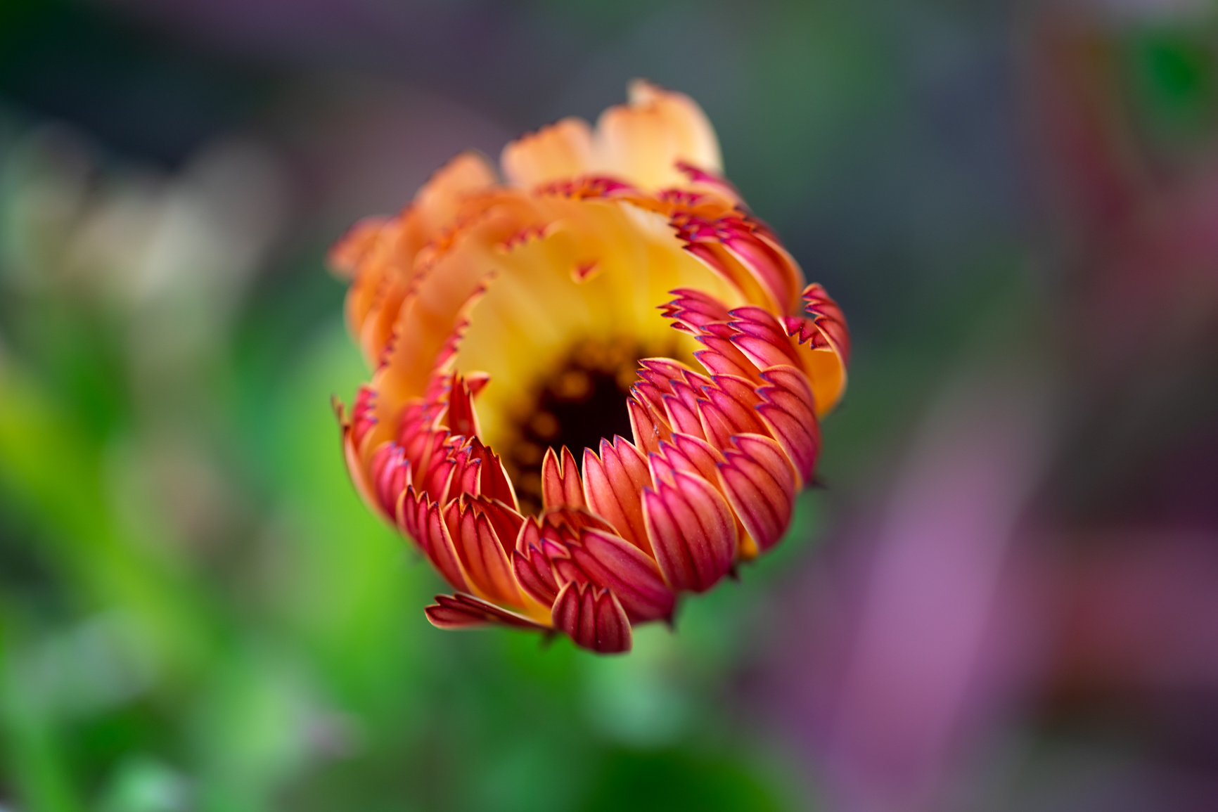 flower_of_garden