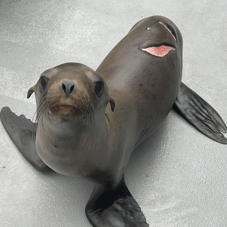 Looking up at the camera is a sea lion pup with a wound on its back caused by a shark bite. The sea lion is referred to as #70BW.