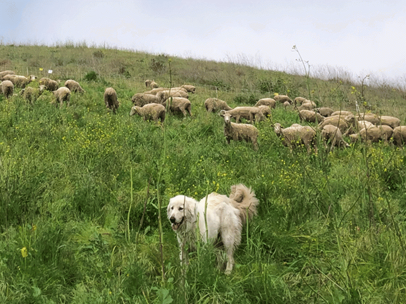 Sierra, a Maremma sheepdog, keeps watch over flock of sheep at Elings Park. (Photo courtesy Elings Park)