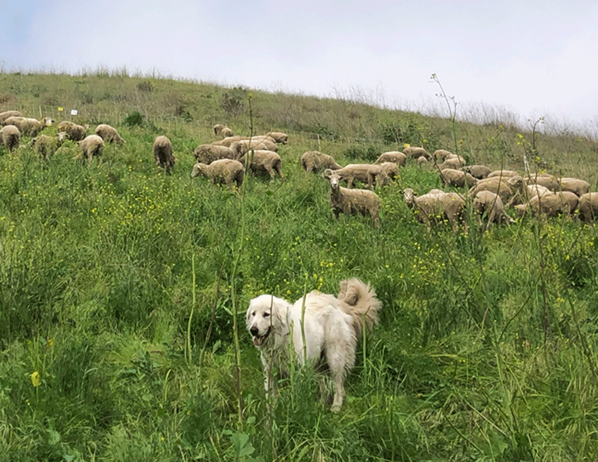 Sierra, a Maremma sheepdog, keeps watch over flock of sheep at Elings Park. (Photo courtesy Elings Park)