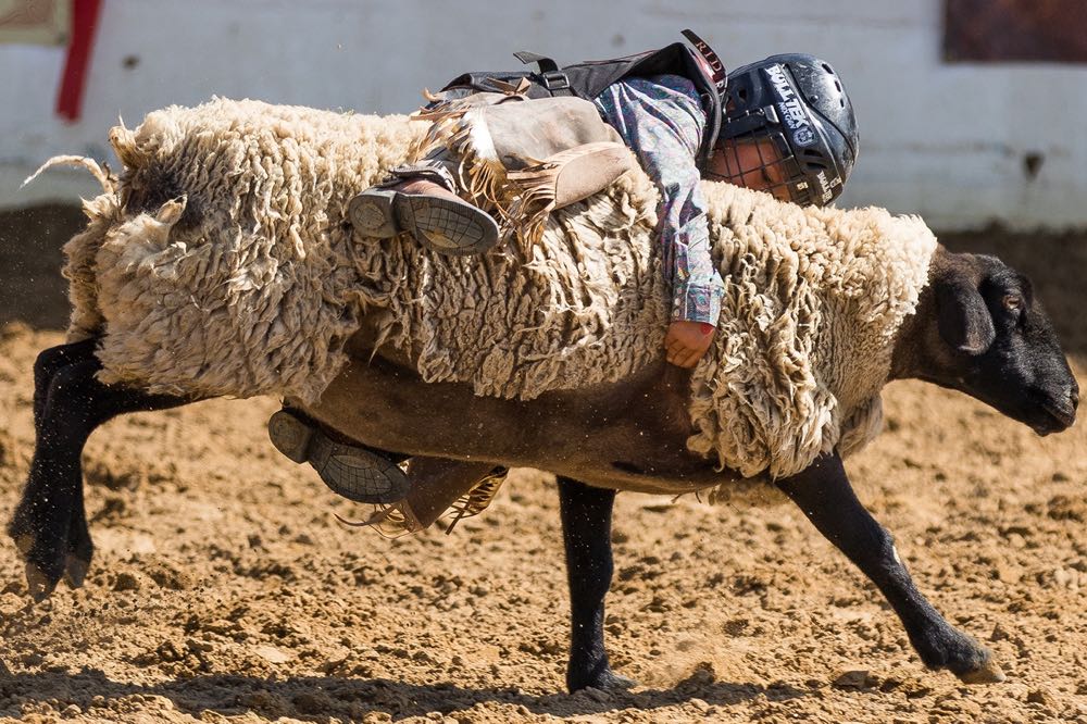 Don’t be sheepish about entering the drawing to ride for Noozhawk during the 83rd annual Santa Maria Elks Rodeo.