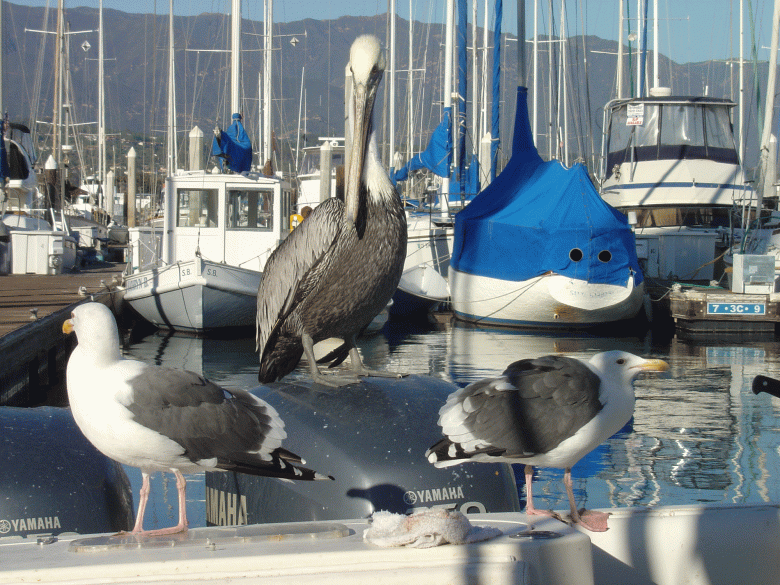 A brown pelican named Junior visits boats at the harbor, along with two seagulls named What and Up. (Courtesy photo)