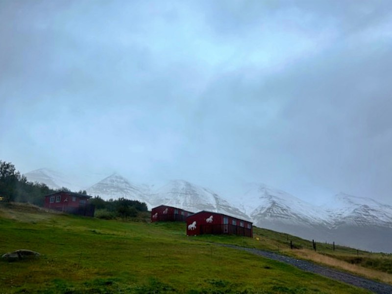 Iceland horse farm.