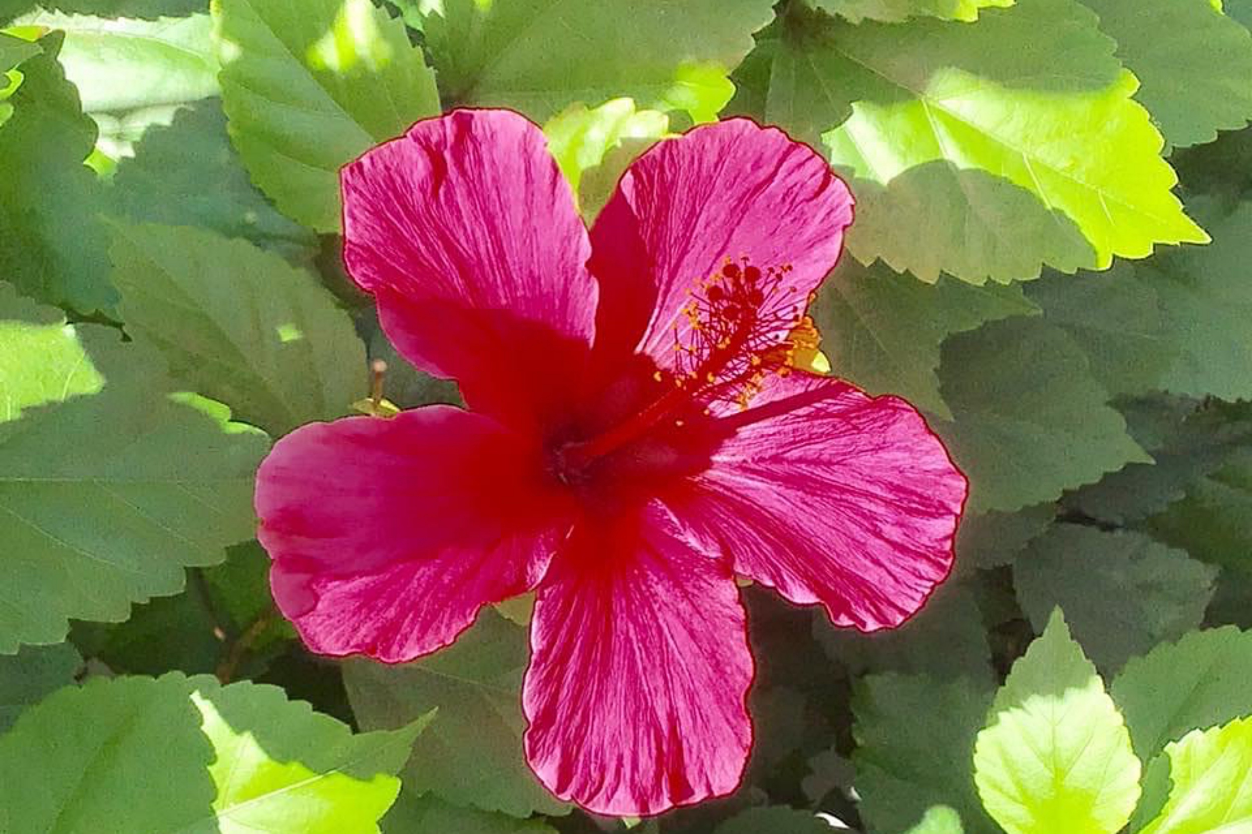 Pretty in pink.