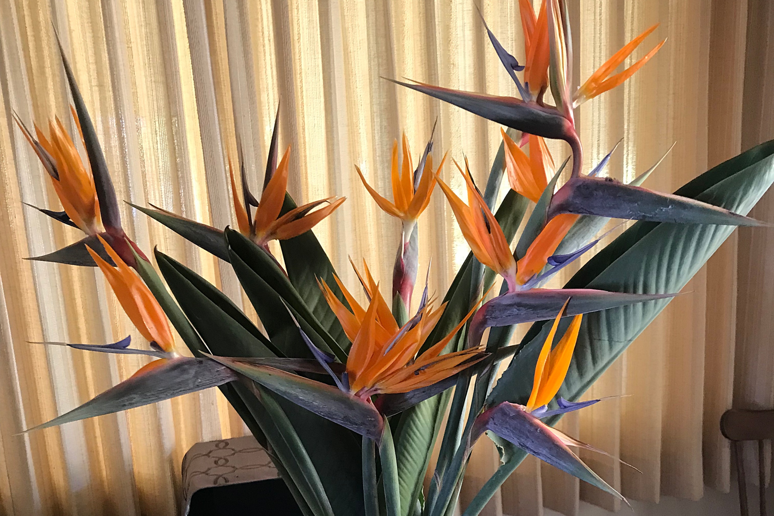 Birds of Paradise aplenty.