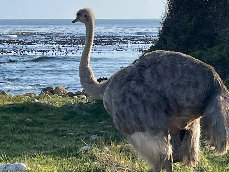 An ostrich checks out the view from Cape Point, South Africa.