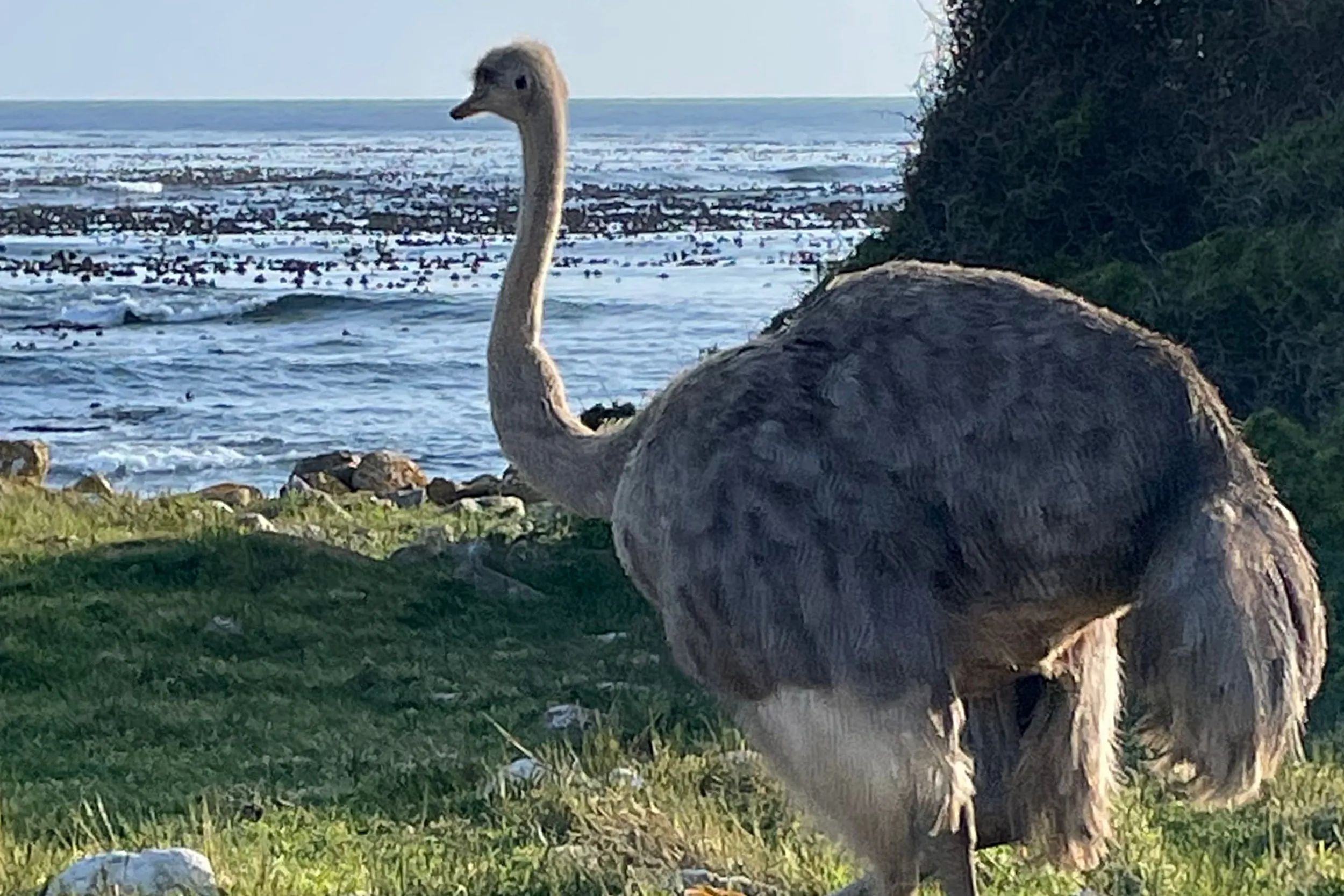 An ostrich checks out the view from Cape Point, South Africa.