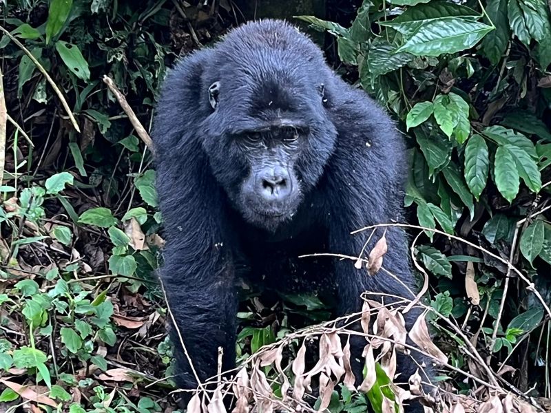 Gorilla my dreams in Uganda.