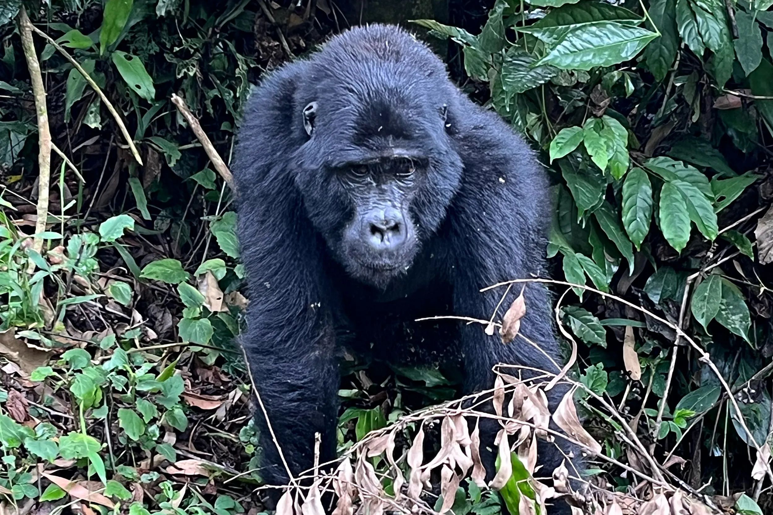 Gorilla my dreams in Uganda.