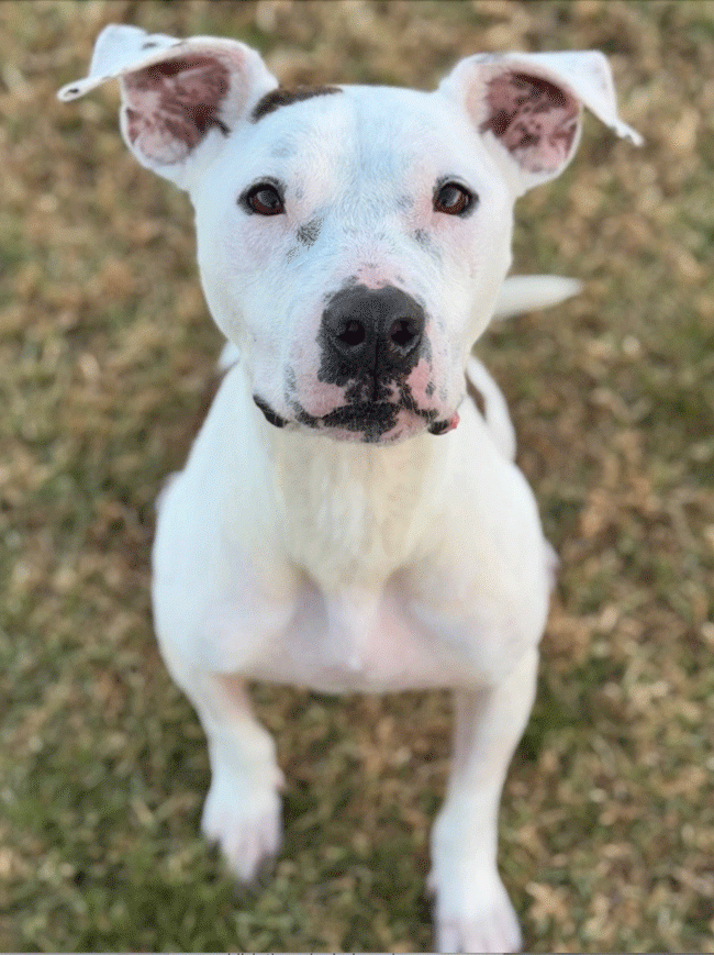 Camera focuses on a cute, white dog with brown markings. (Courtesy photo)
