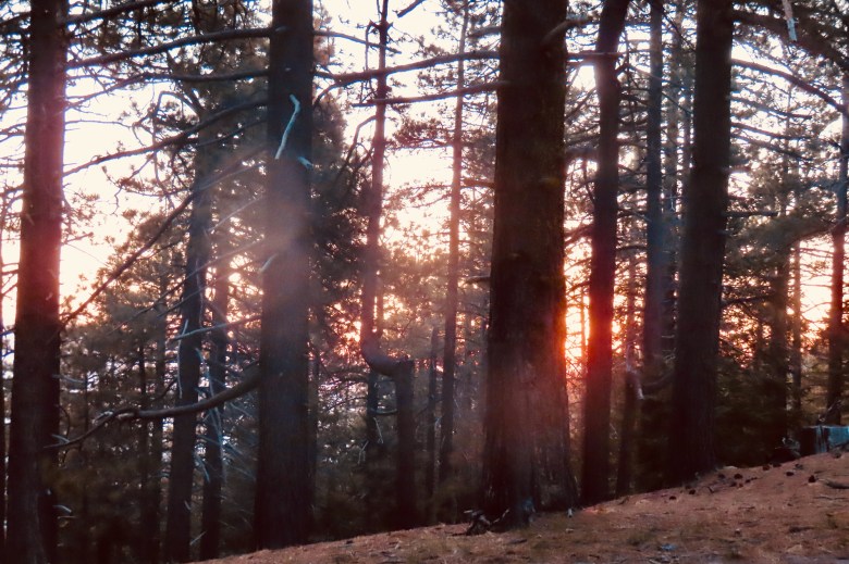 Old growth pine trees dot Reyes Peak.