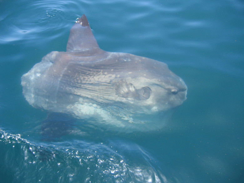 A gray sunfish swims in blue waters. (Bill Hopper)