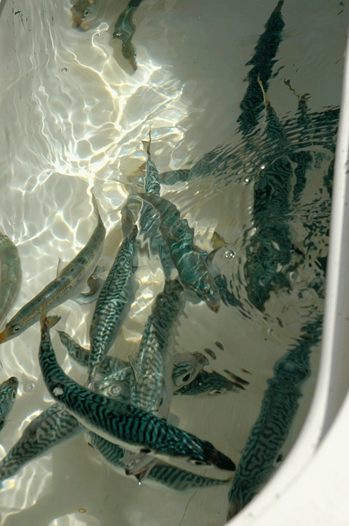 Mackerel and sardines swim around in a bait tank. (Courtesy photo)