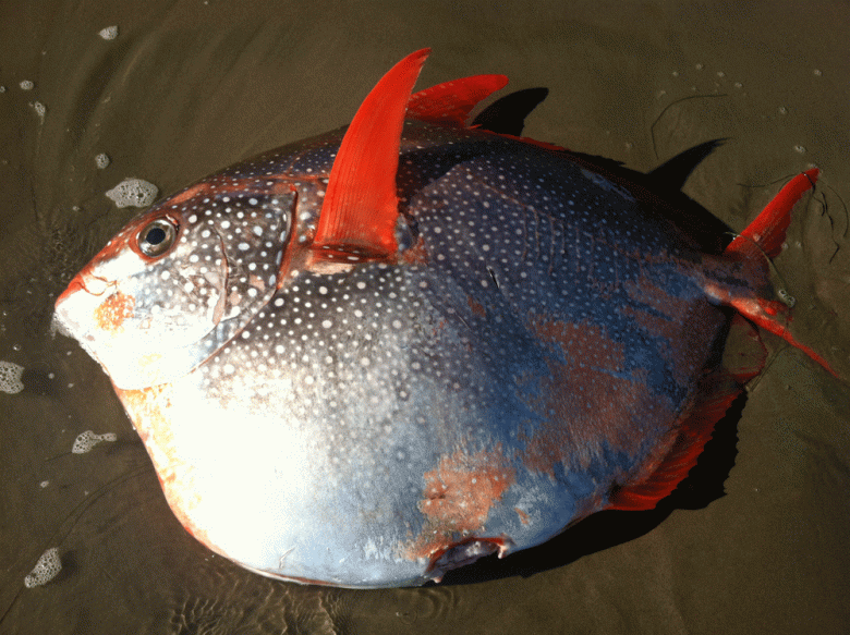 A round-shaped opah fish with white spots and red fins washed up on a beach in Santa Barbara. (Courtesy photo)