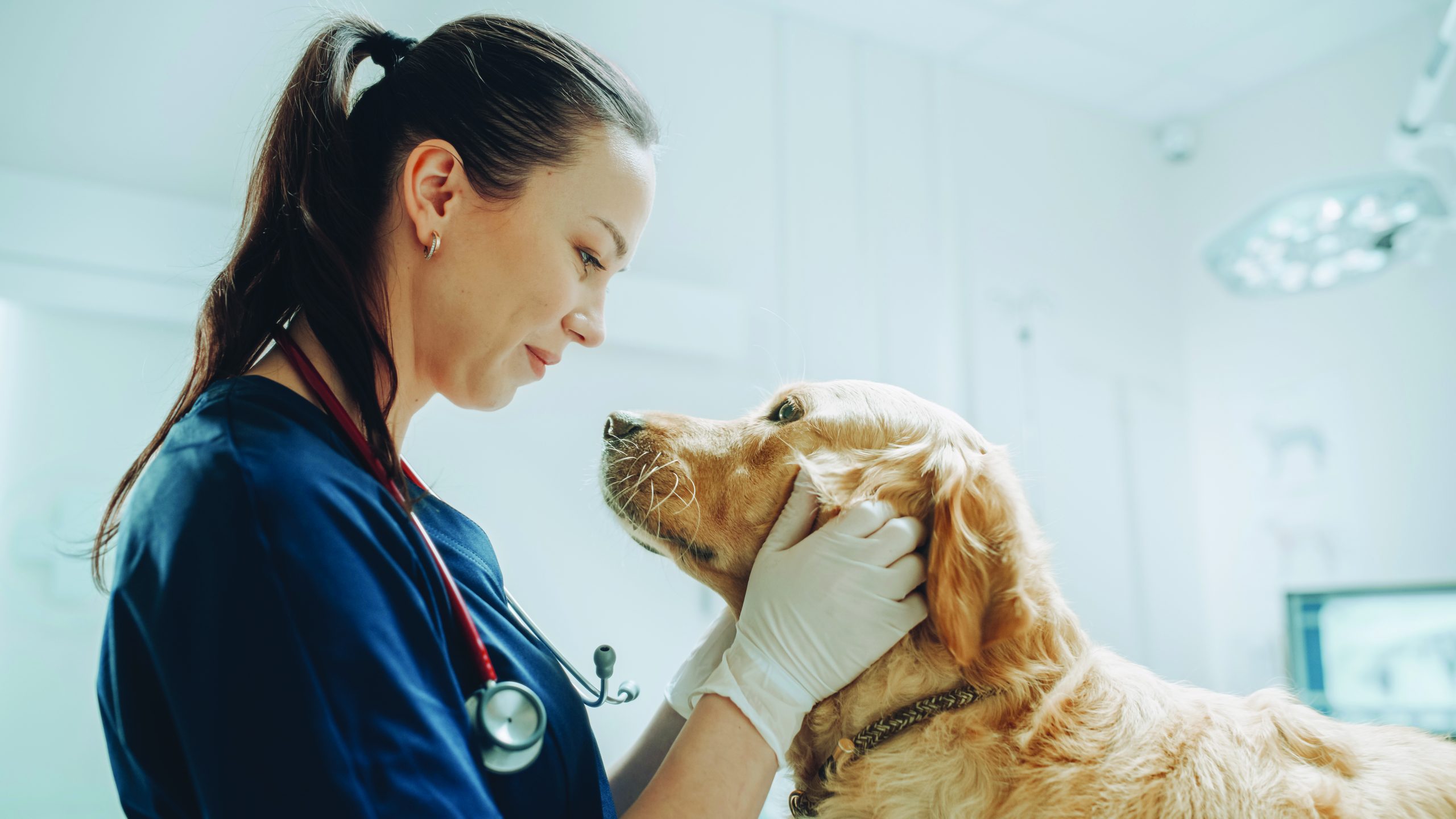 Female Veterinarian Petting a Noble Golden Retriever
