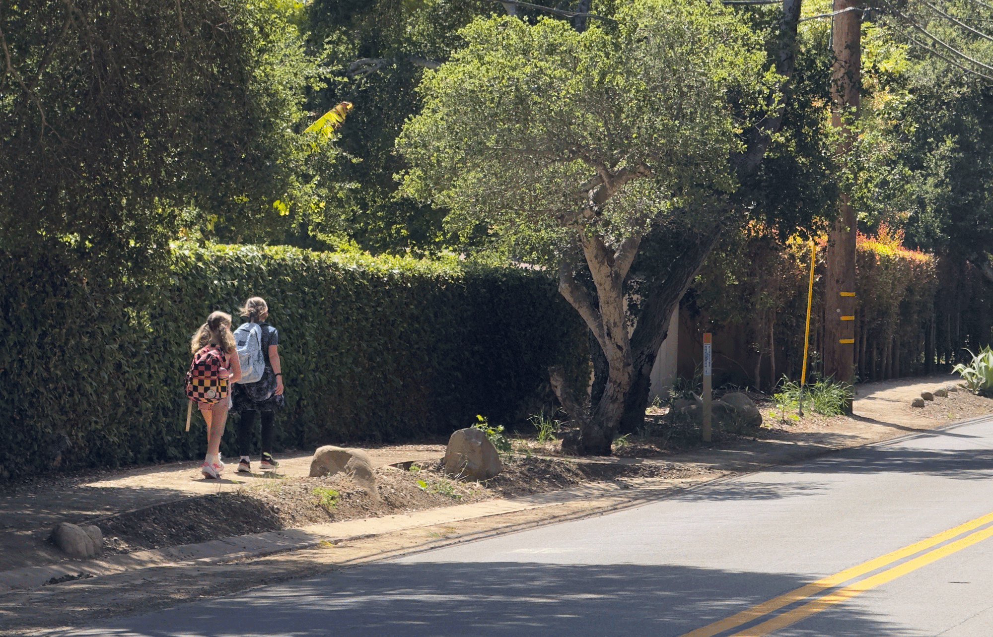 A couple of students carrying backpacks walk along the new San Leandro Trail. (Santa Barbara Bucket Brigade)