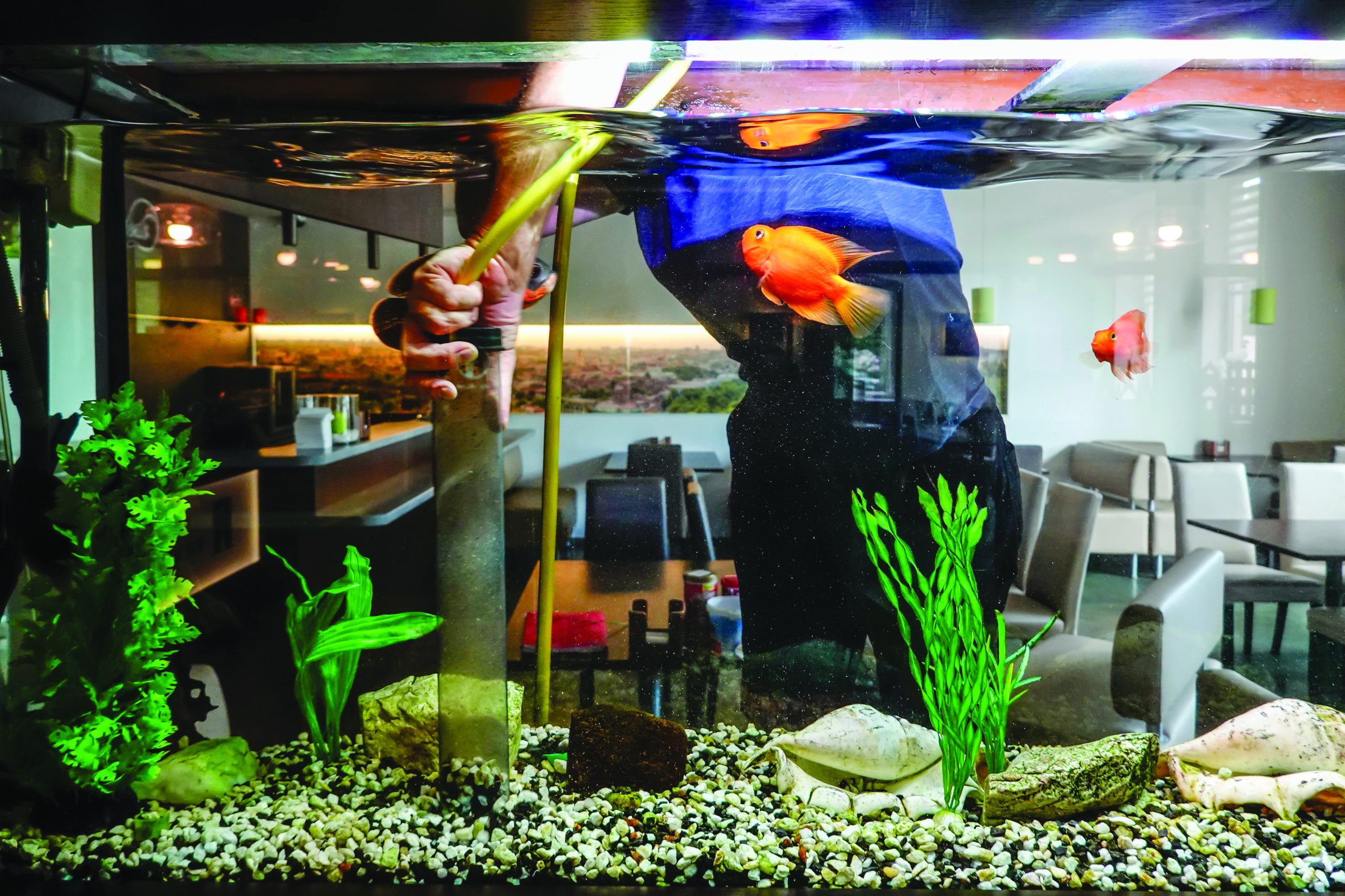 A man cleaning a fish tank.