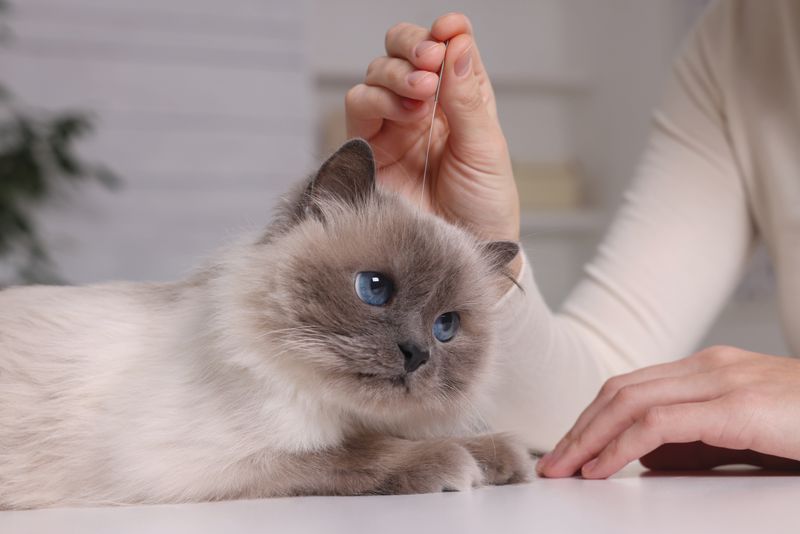 A cat receives acupuncture therapy, one of several holistic approaches pet owners may explore alongside conventional veterinary care to help manage pain, mobility challenges and other health concerns.