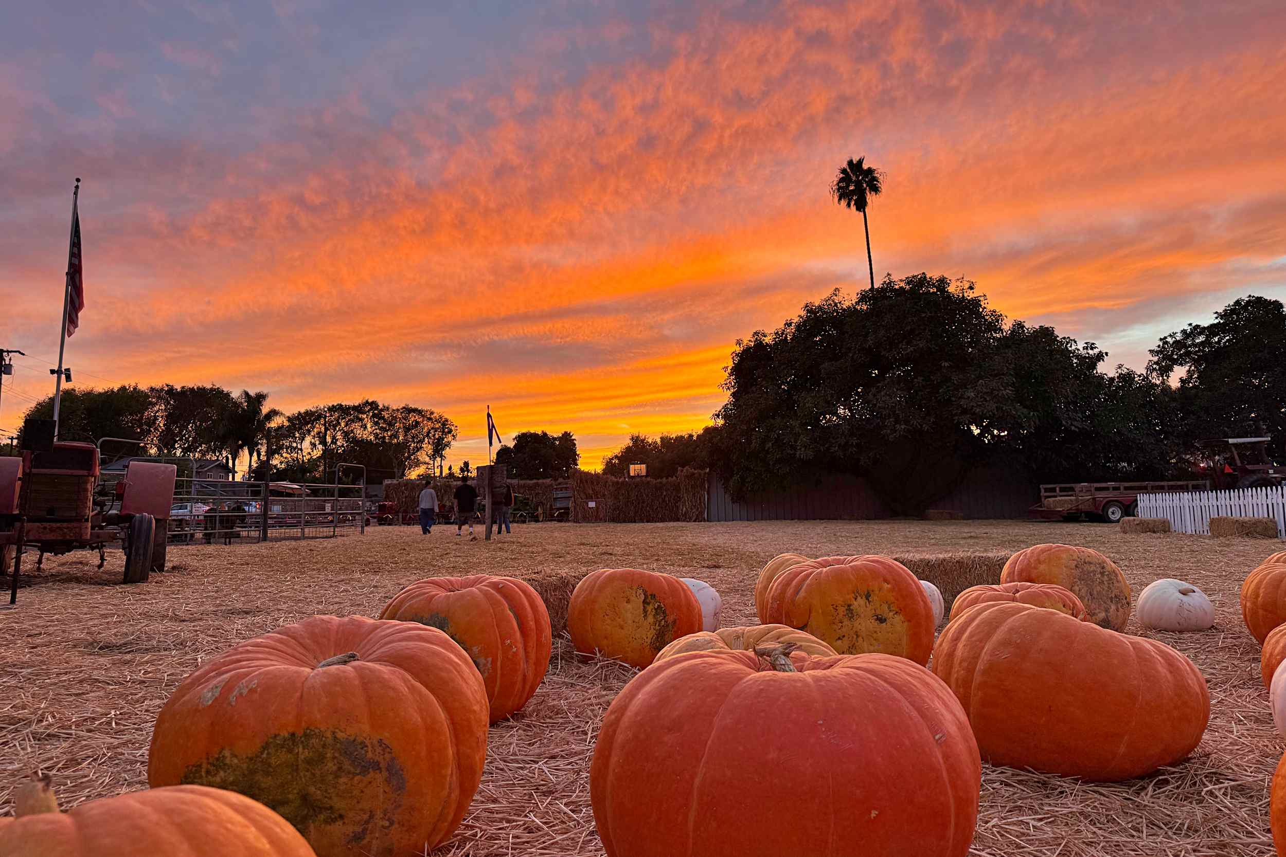 Pumpkin Patch Sunset