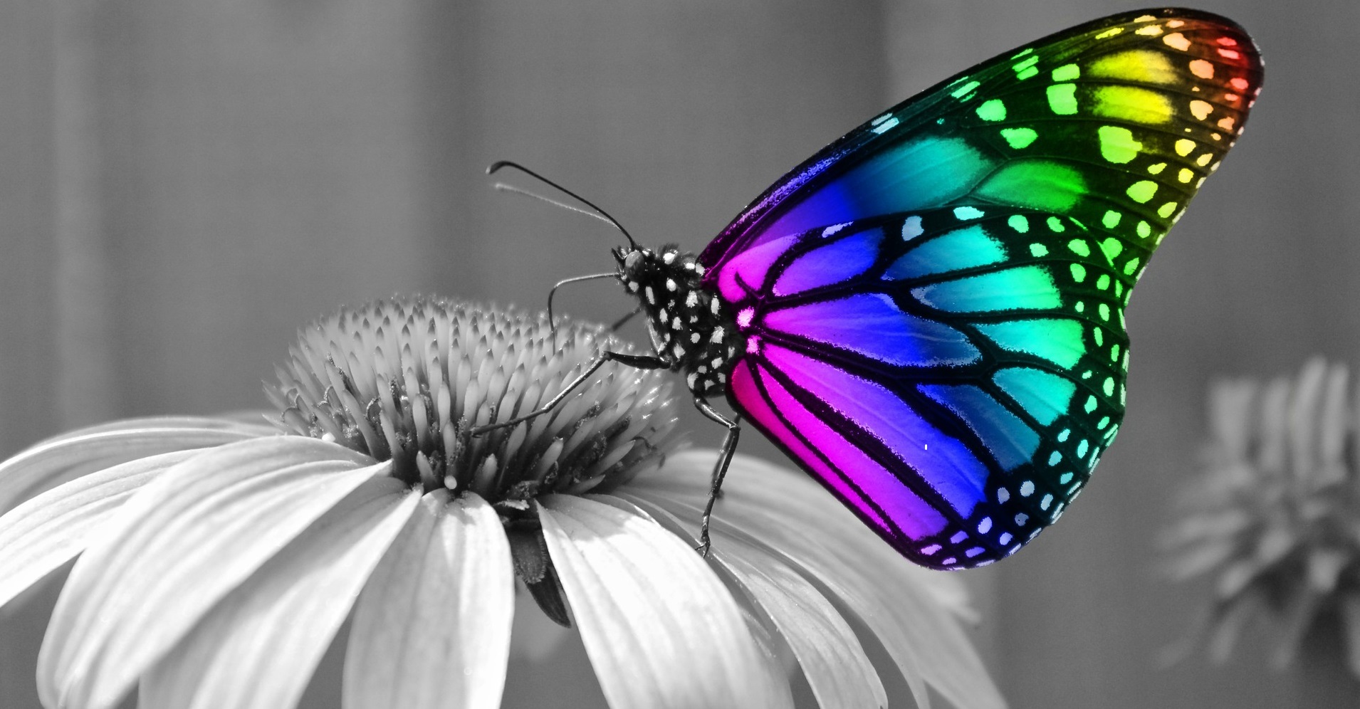 The Butterfly Effect Manifesto