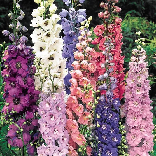 DELPHINIUM x. 'Pacific Giants Mix'