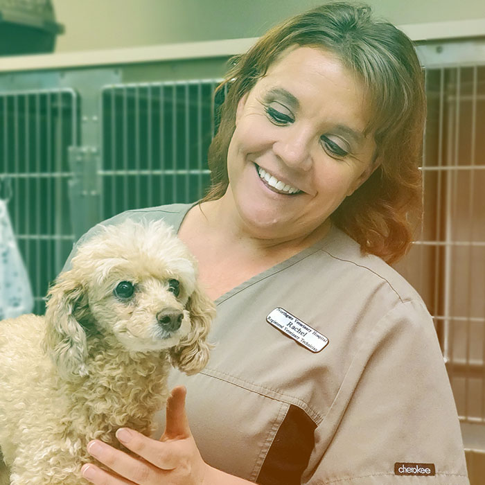 home - northgate veterinary hospital on northgate pet clinic jobs