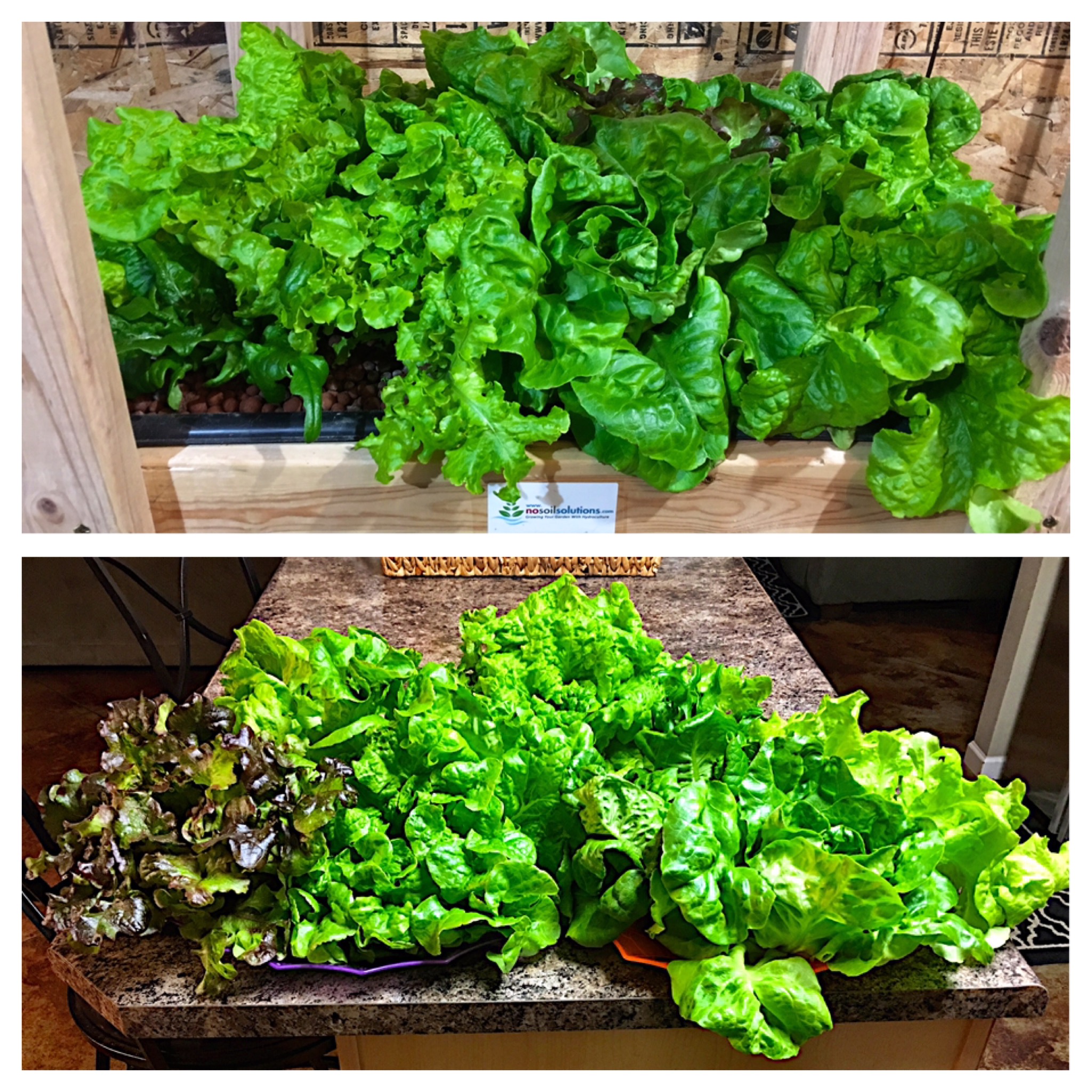 DynaGro FoliagePro Hydroponic Nutrient Review NoSoilSolutions