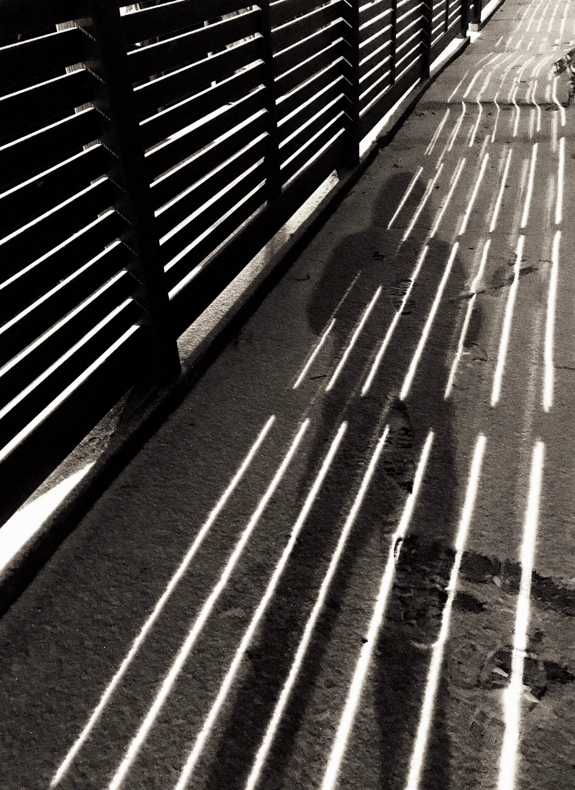 Moonshadow. Photo by Rick Stachura. January 31, 2021.