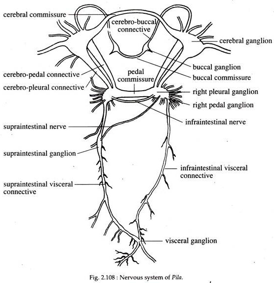 Advertisement the brain performs an incredible number of tasks and nervous. Nervous System Of Various Invertebrates Zoology