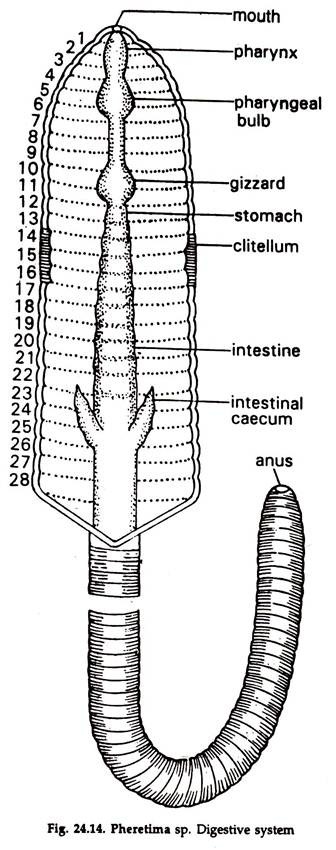 Most other invertebrates like segmented worms (earthworms), . Essay On Earthworm Feeding And Digestion