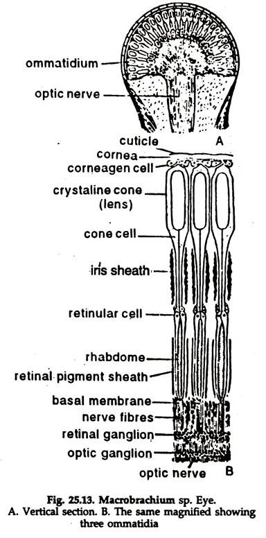 Our nervous systems allow our body to respond to stimuli and coordinate important bodil. Prawn Locomotion And Reproductive System