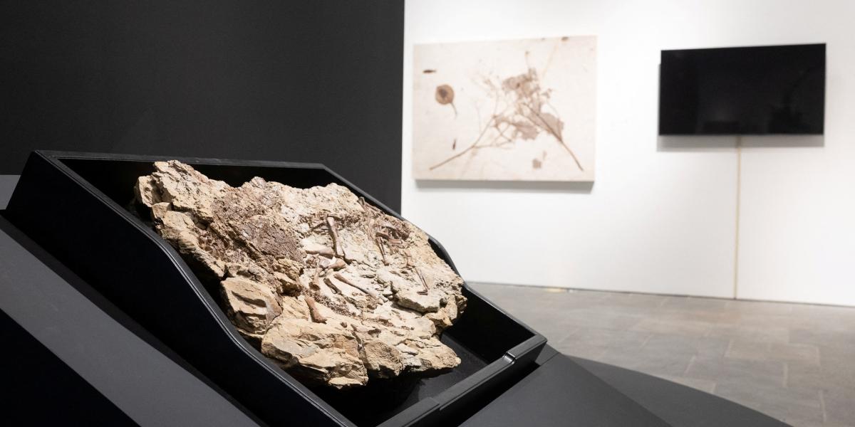 Hallan colágeno en un hueso de dinosaurio de 66 millones de años