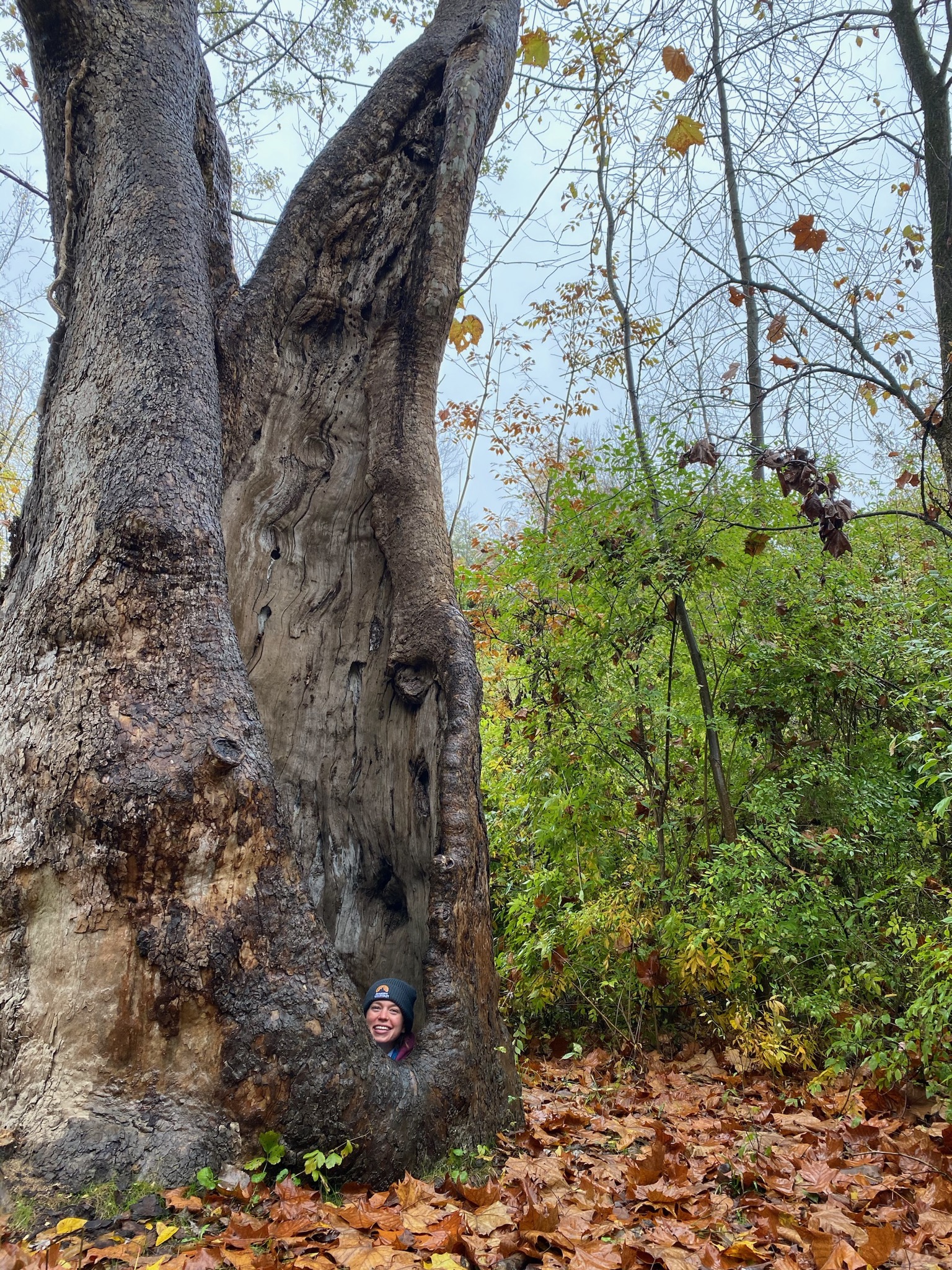 4, western sydney parklands, glendenning, 126. Finding Moses Cleaveland Trees In Cuyahoga Valley U S National Park Service