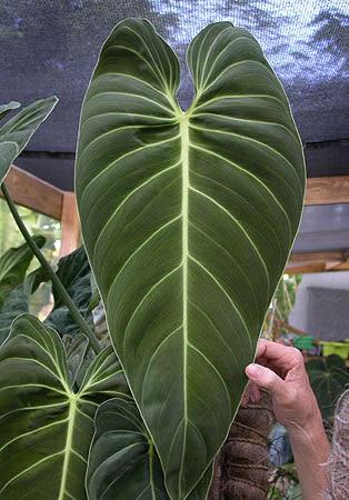 50 Stunning Philodendron Varieties You Will Love Smart Garden Guide