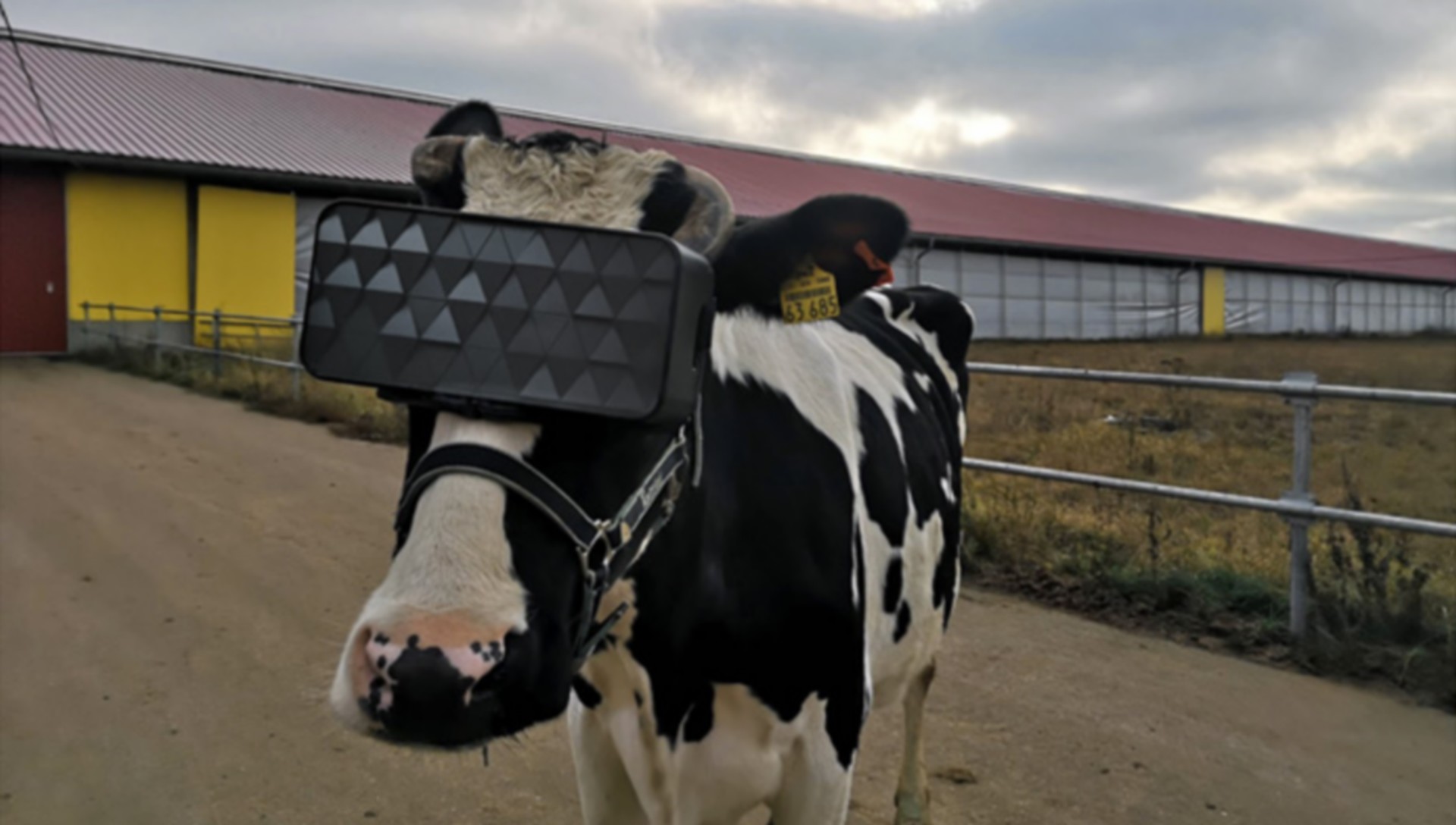 Pourquoi Cette Vache A T Elle Un Casque De Realite Virtuelle Sur La Tete