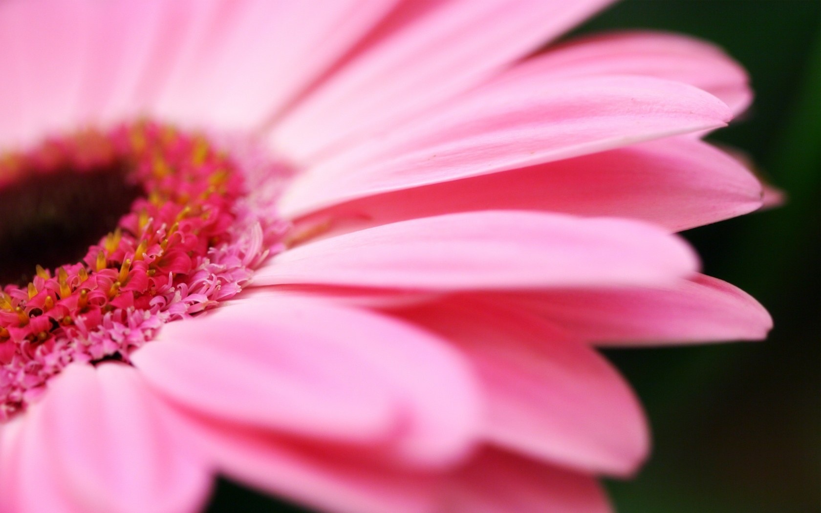 Download Gratuito immagini Osserviamo Il Fiore E Percepiamo La Sua Luce E La Sua Ombra aggiornato da parte di